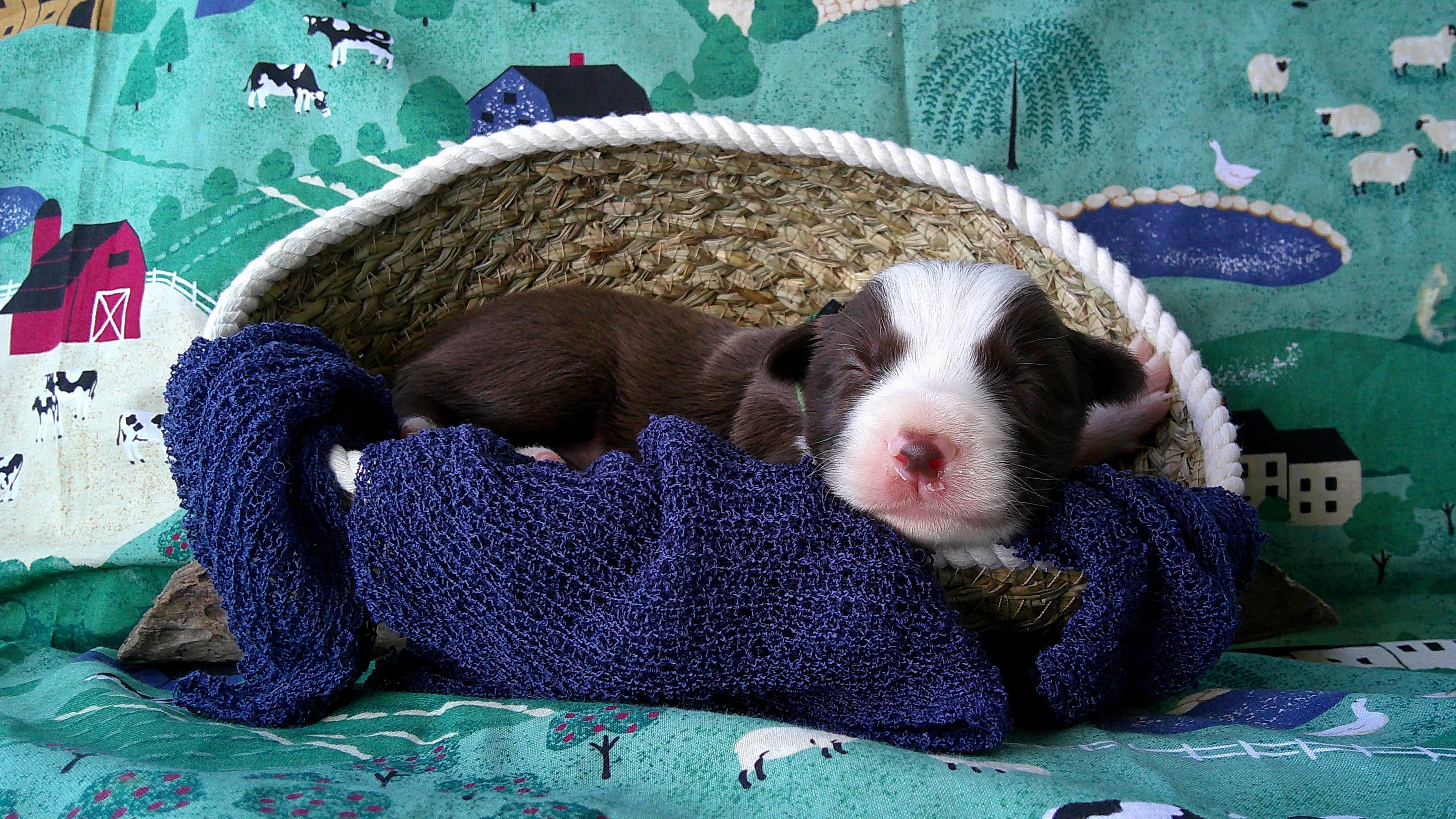 Andrae' Crouch — Red & White Border Collie puppy