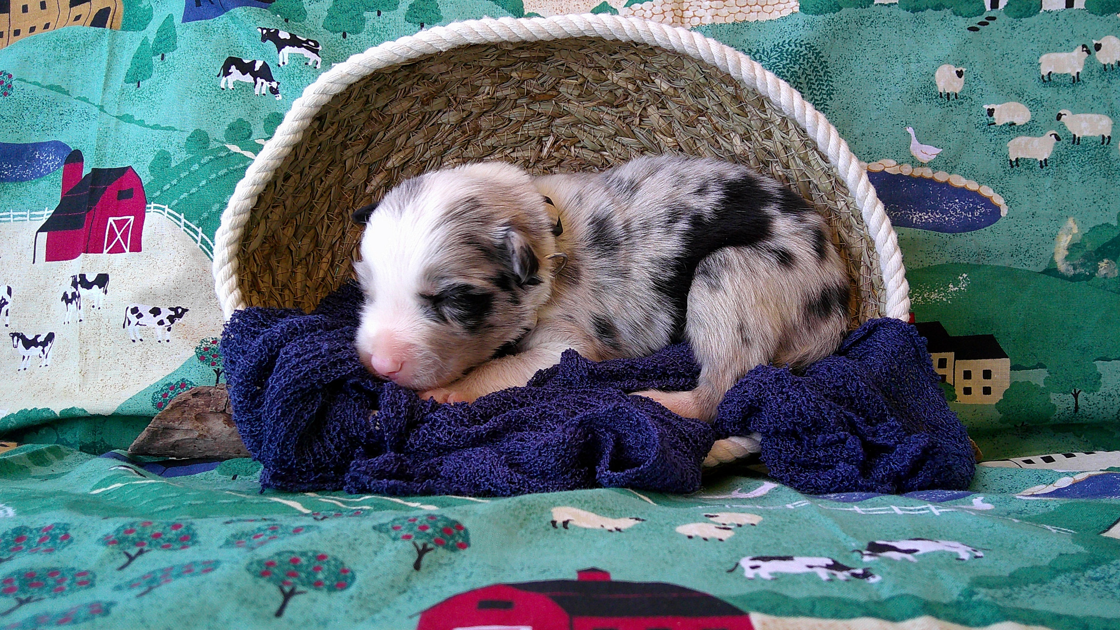 Bill Gaither — Blue Merle Border Collie puppy
