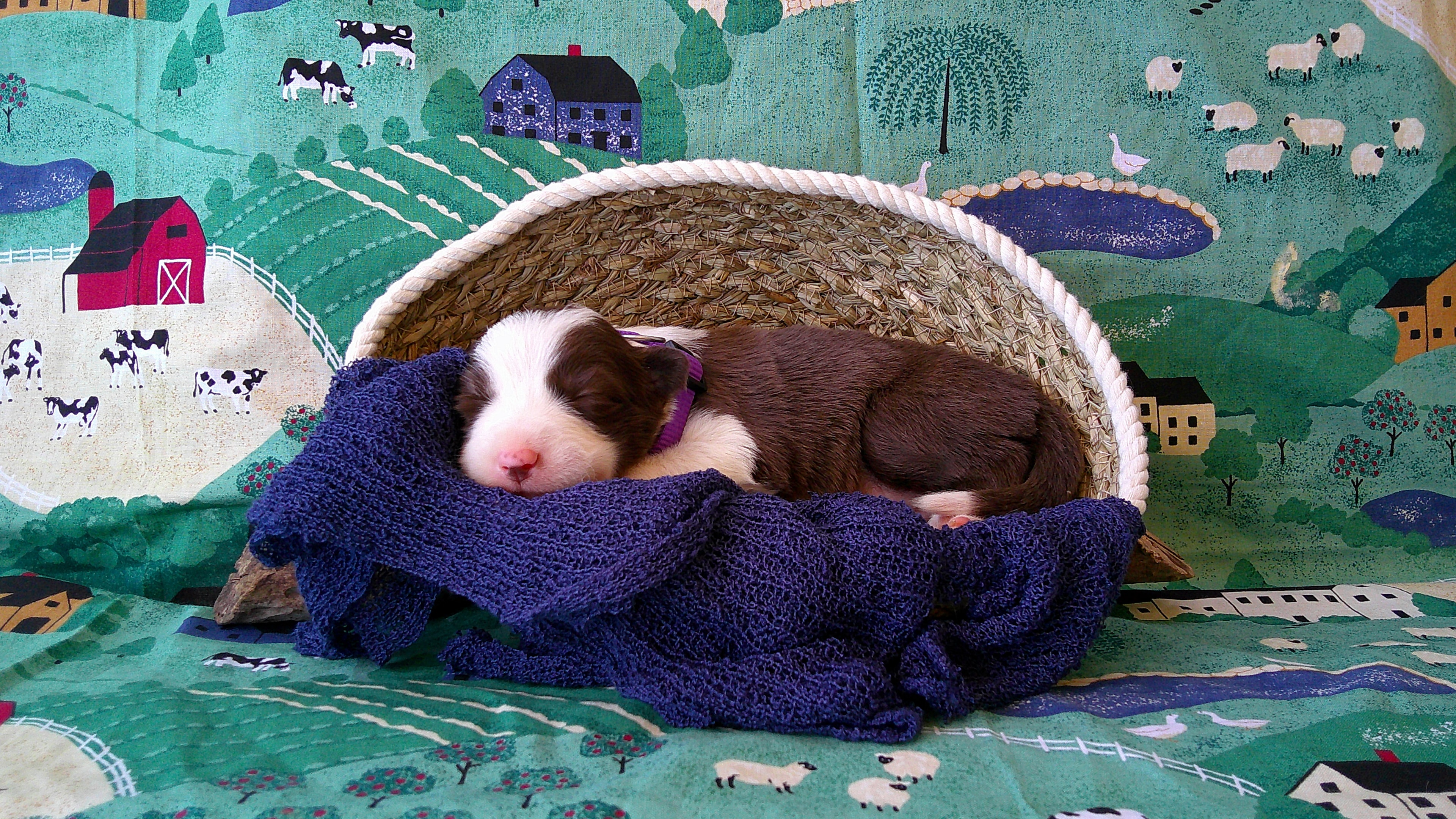 CeCe Winans — Red & White Border Collie puppy