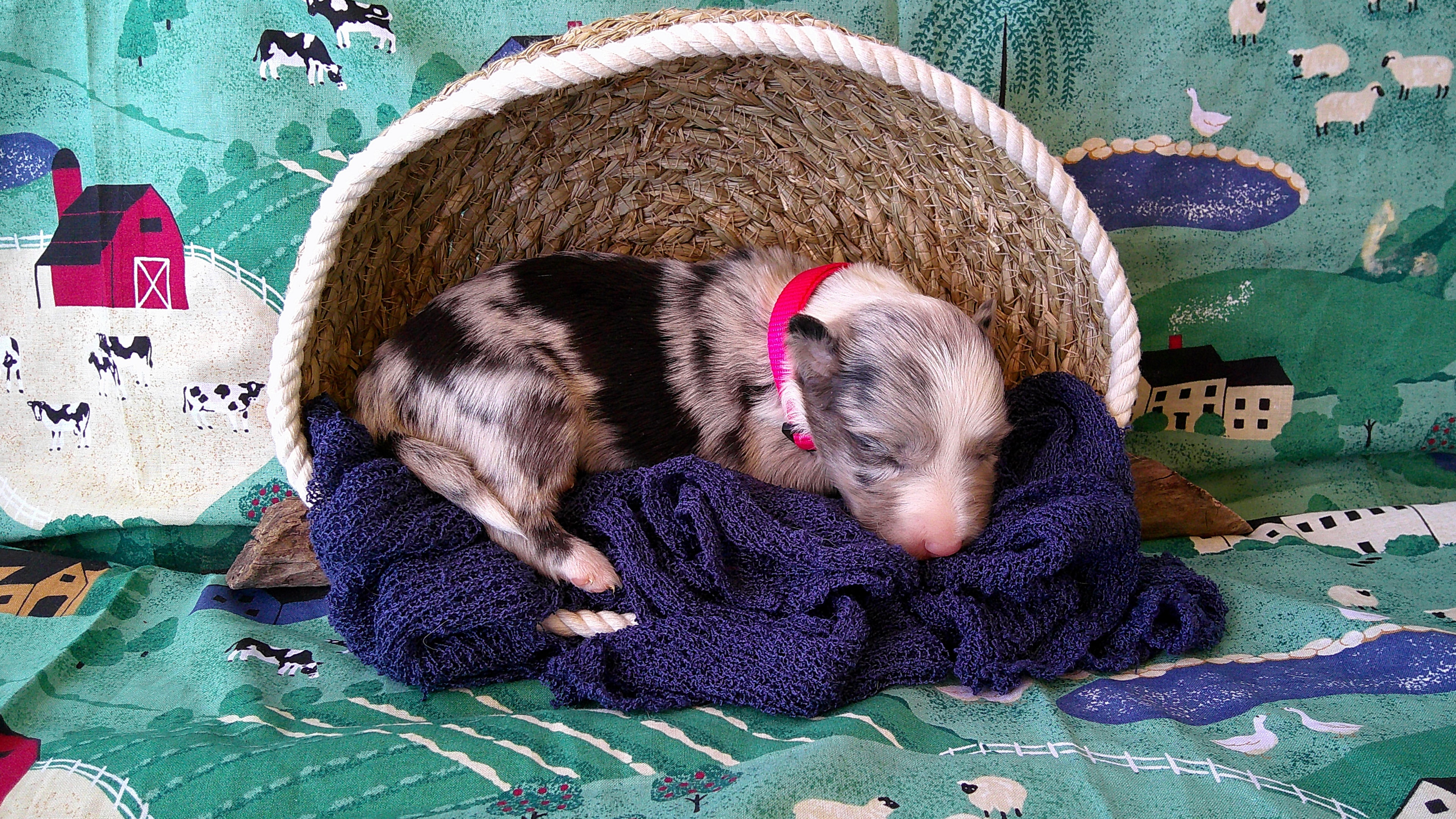 Charity Gayle — Blue Merle Border Collie puppy