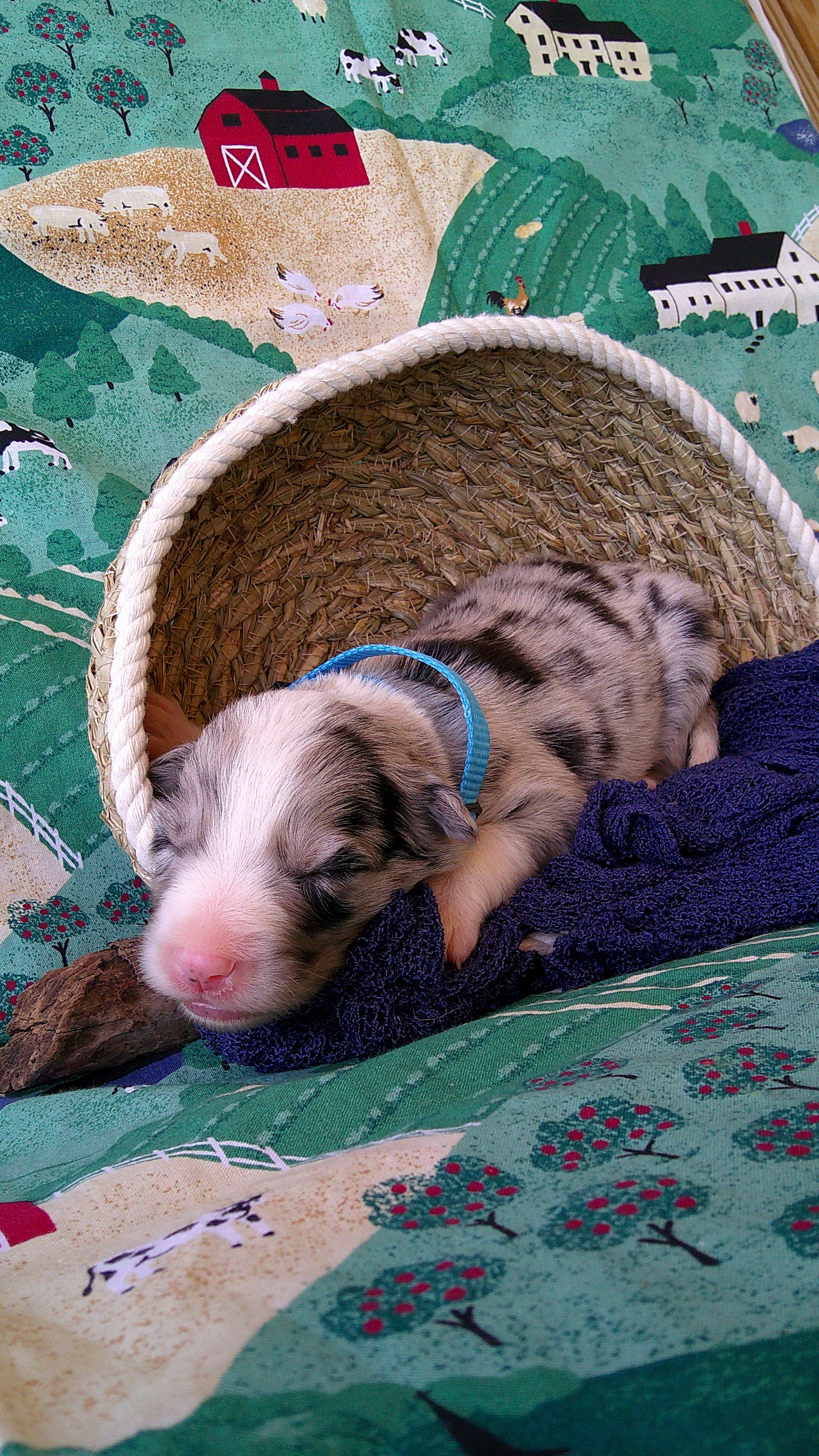 Jason Crabb — Blue Merle Border Collie puppy