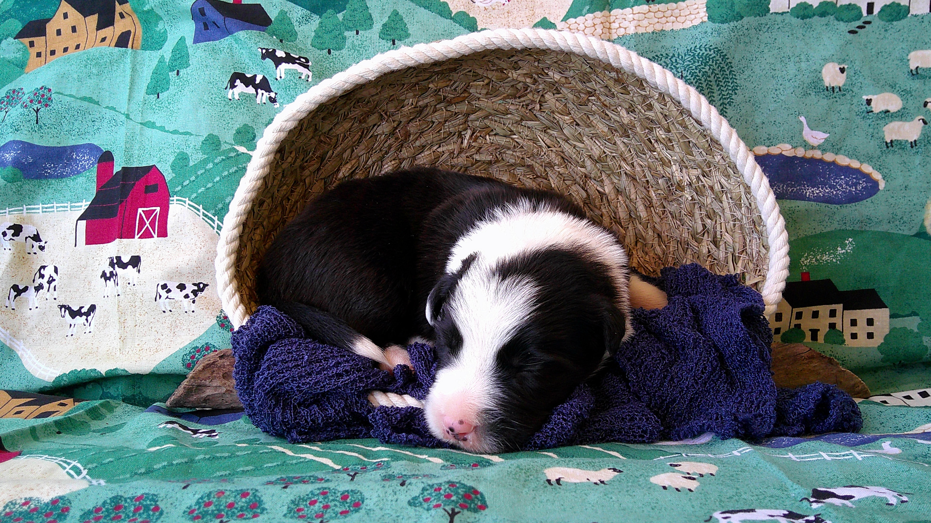Pop Winans — Black & White Border Collie puppy