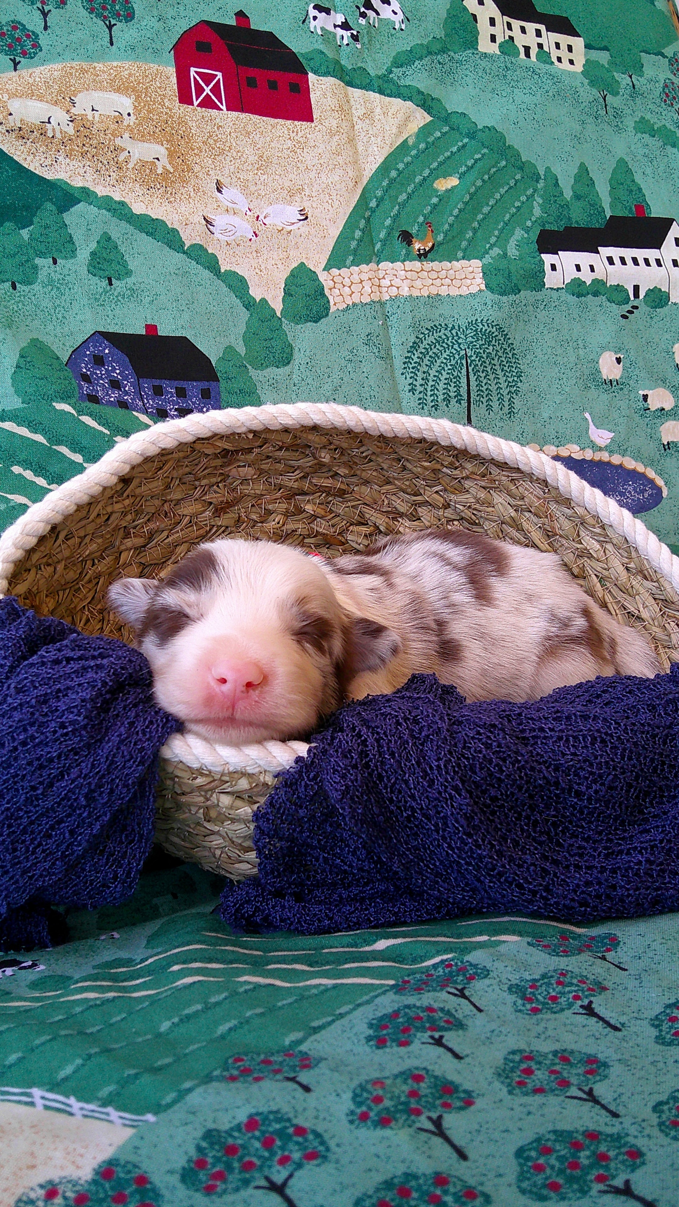 Mark Lowry — Red Merle Border Collie puppy