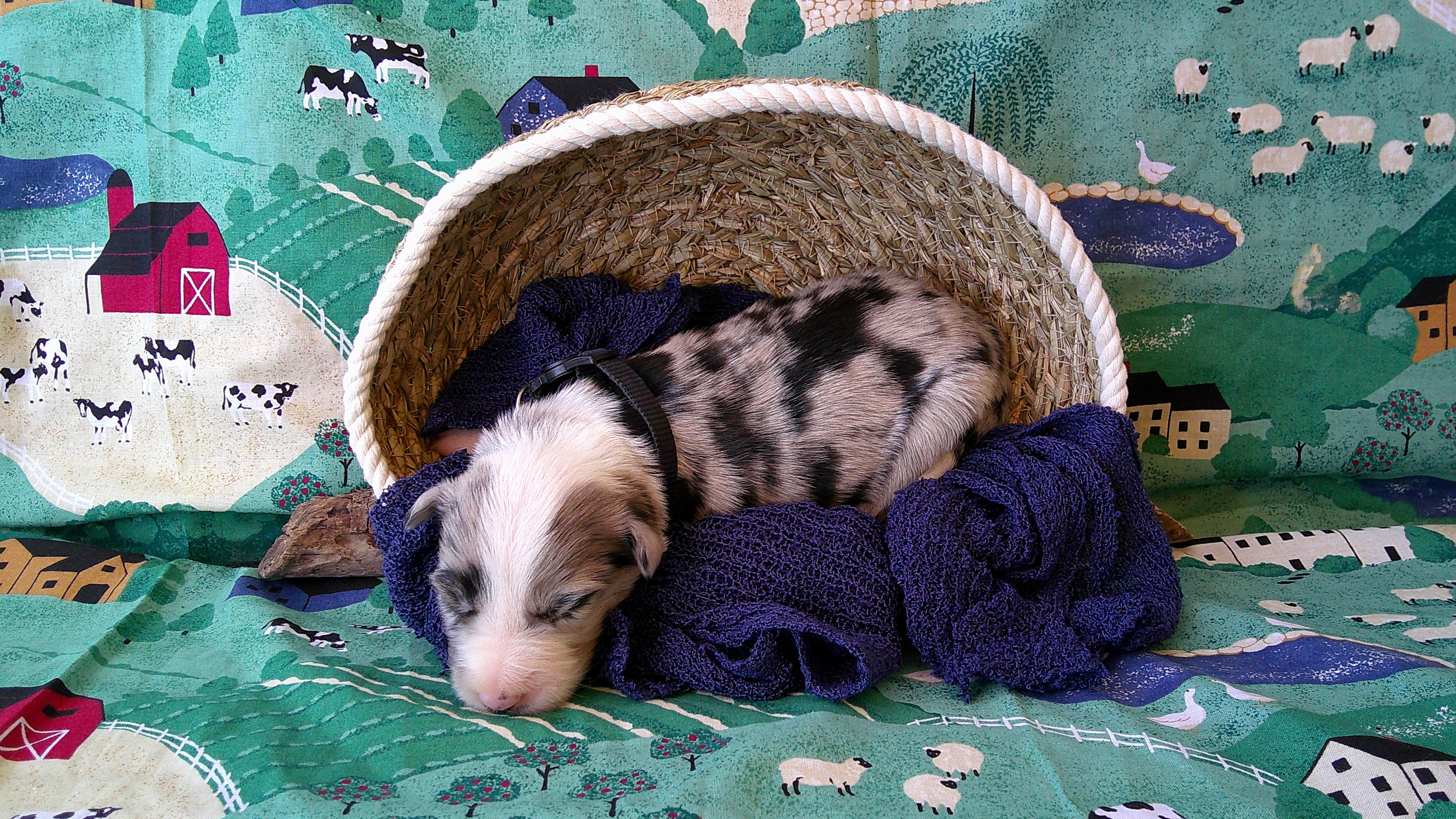 Guy Penrod — Blue Merle Border Collie puppy