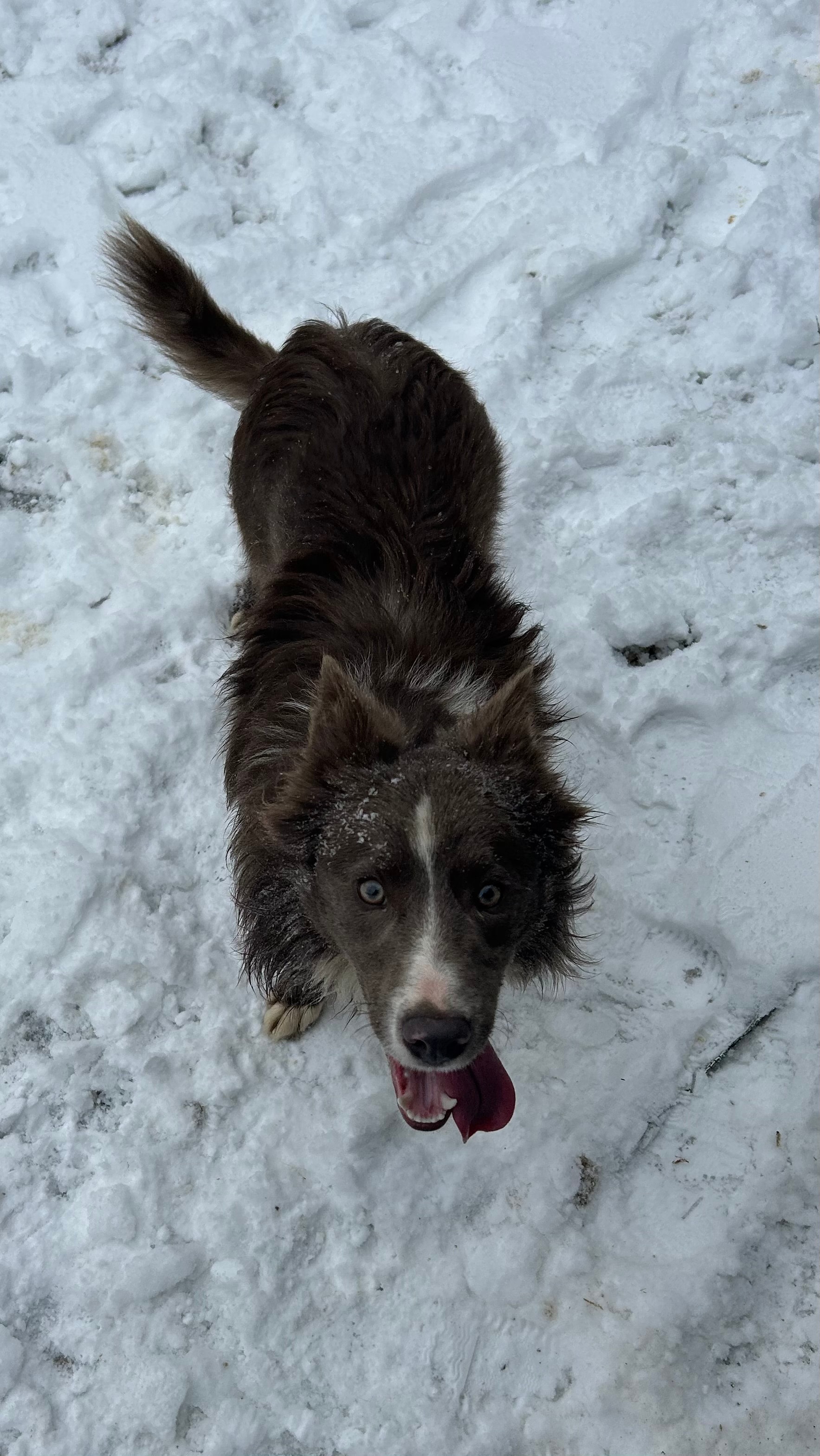 Jericho — Lilac Border Collie