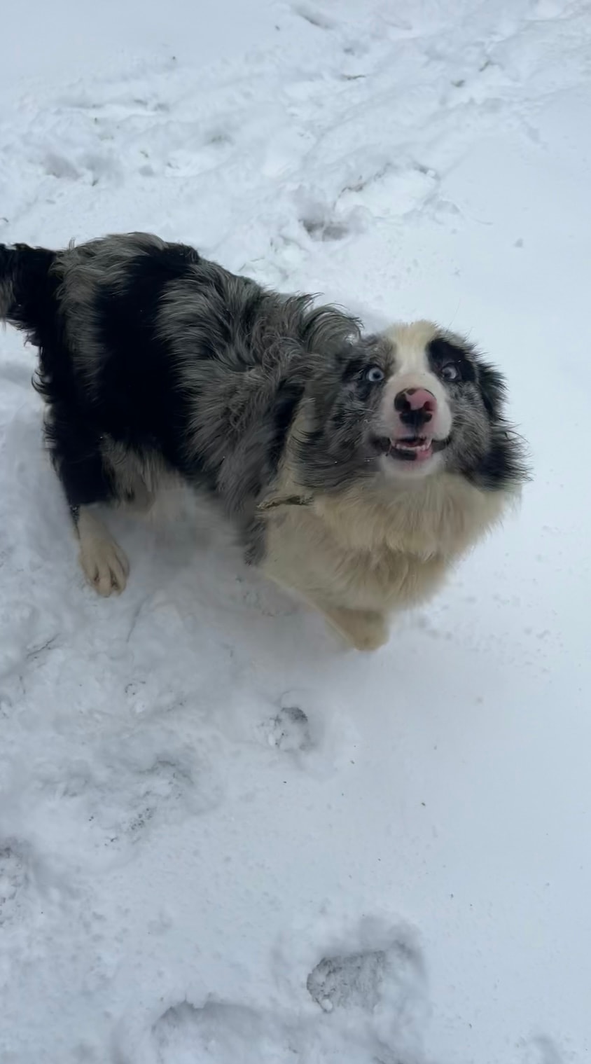 Jubilee — Blue merle Border Collie