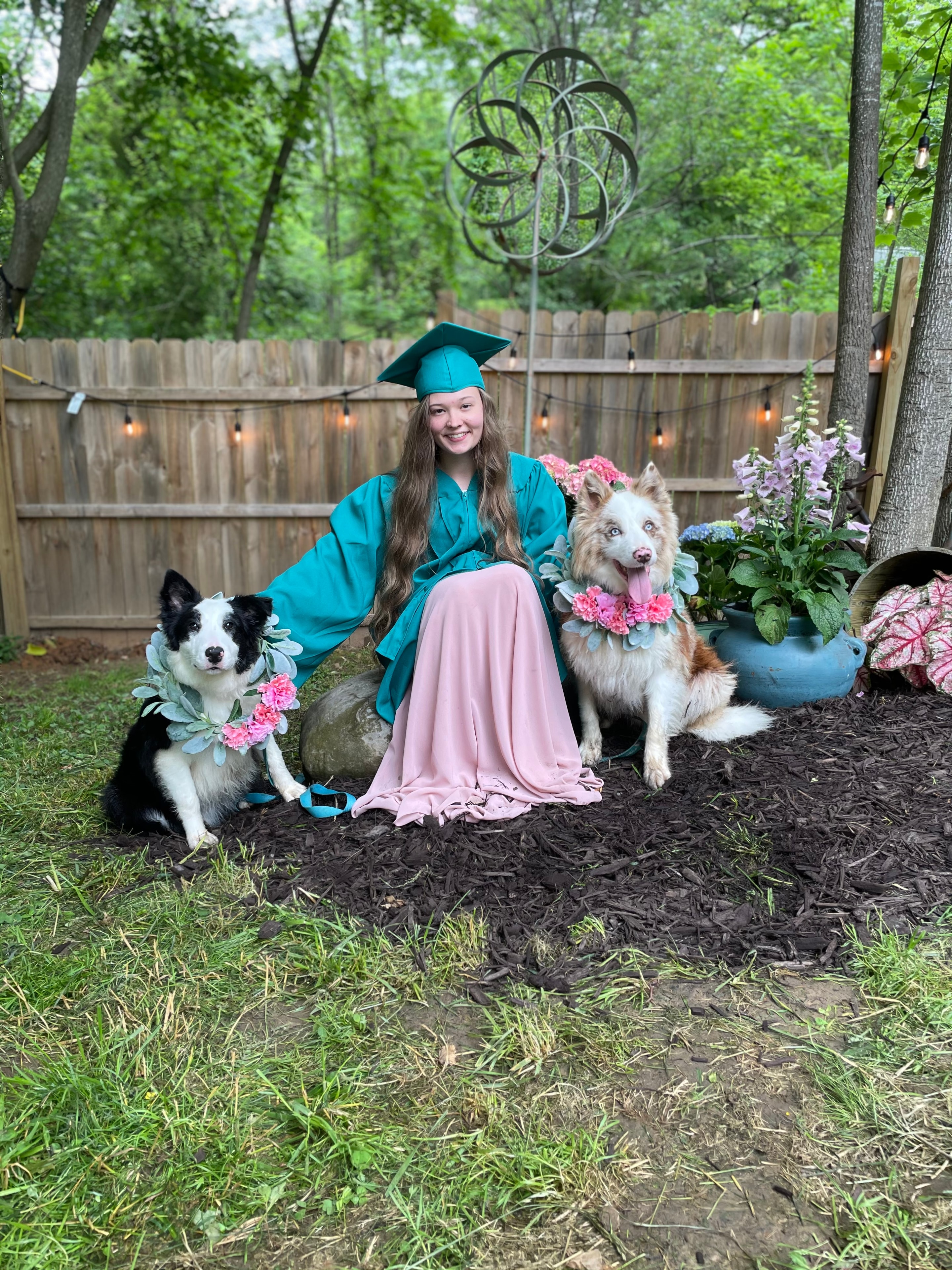 Koda and Noelle — Red Merle and Black and White Border Collie