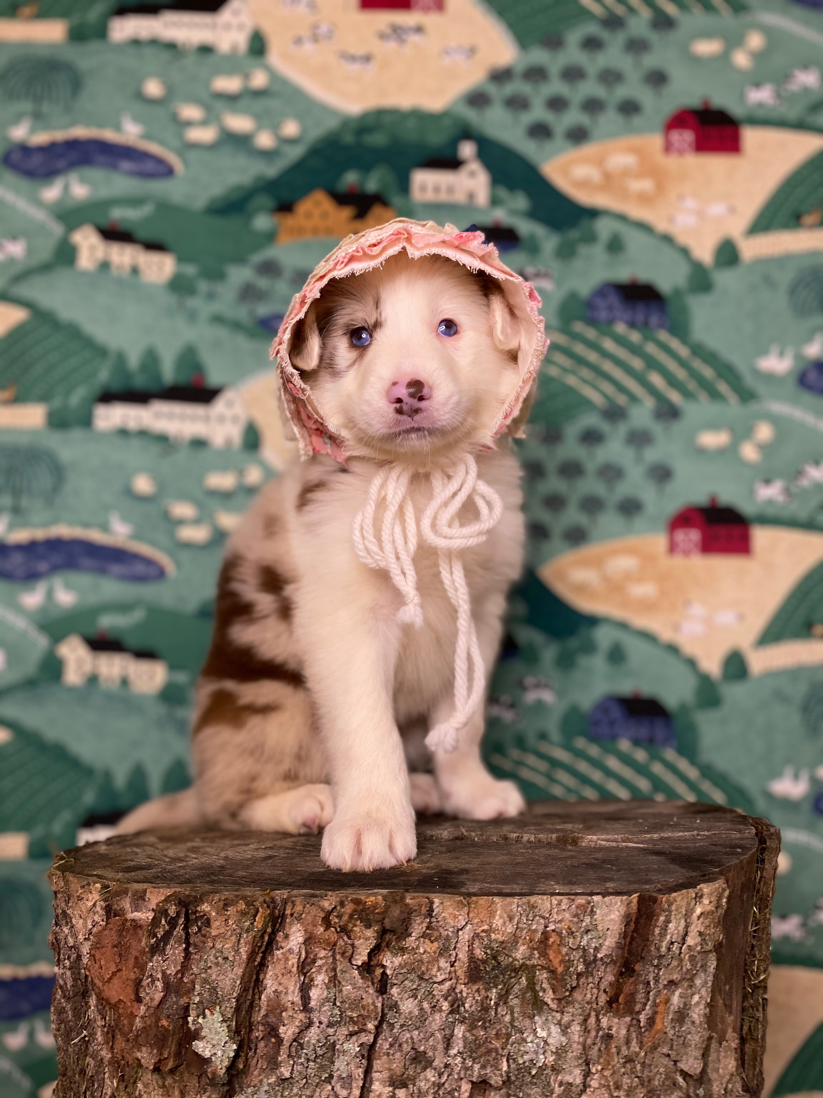 Border Collie puppy
